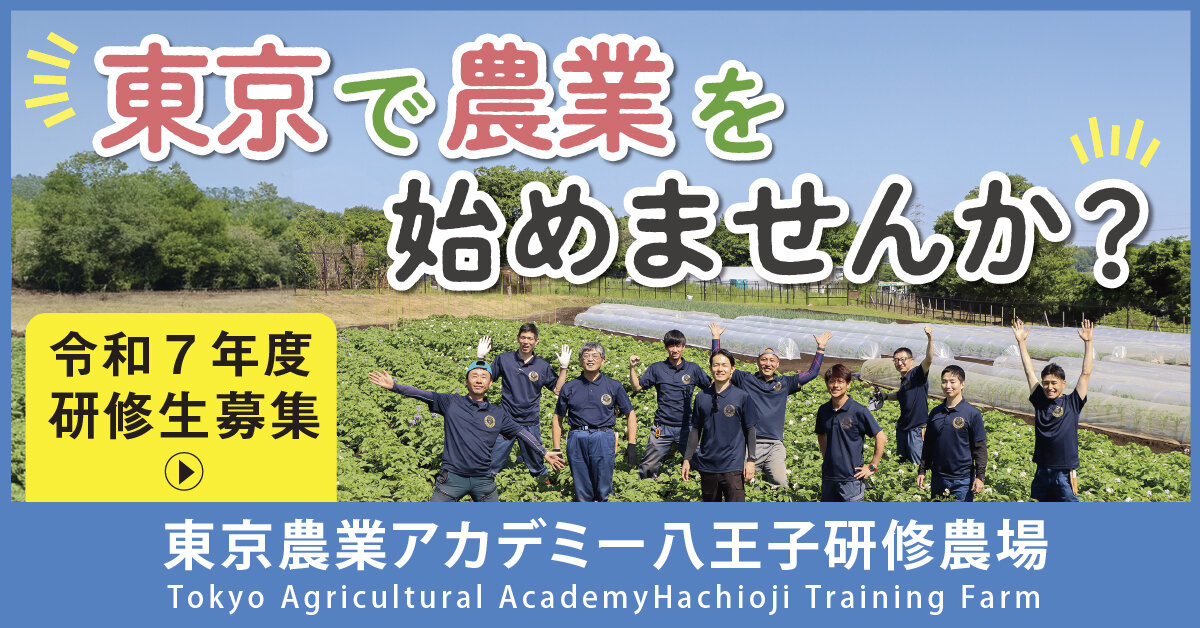 キャッサバ栽培に挑戦 | 東京農業アカデミー